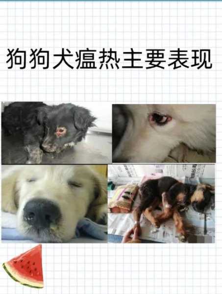 狗狗犬瘟热治疗方法（狗狗犬瘟热治疗方法视频）