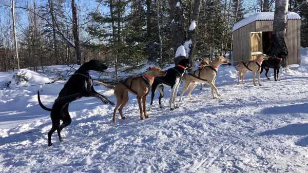 雪橇犬是怎么训练出来的（雪橇犬是用来干什么的）