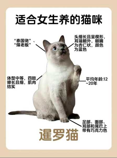 暹罗猫驱虫后还是拉软便正常吗（暹罗猫多久驱虫）