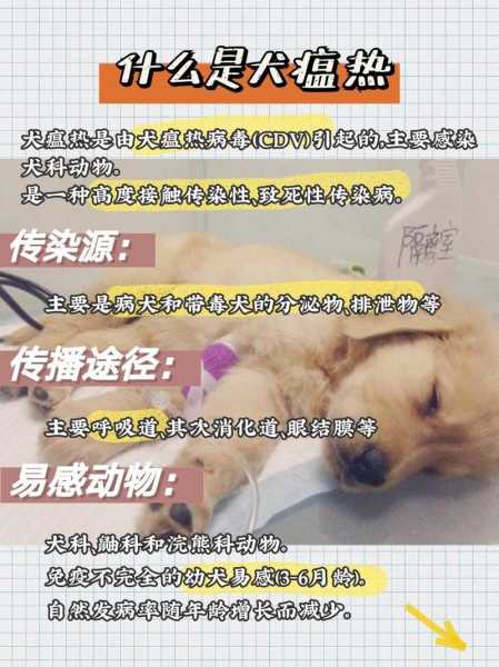 犬瘟热传染嘛（犬瘟热传染嘛能治好吗）