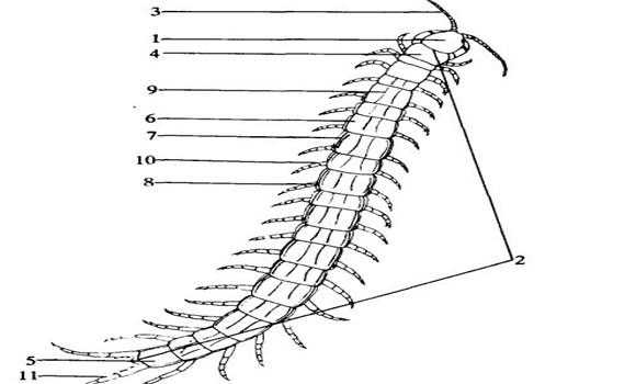 蜈蚣的形态结构（蜈蚣的身体结构解剖图）