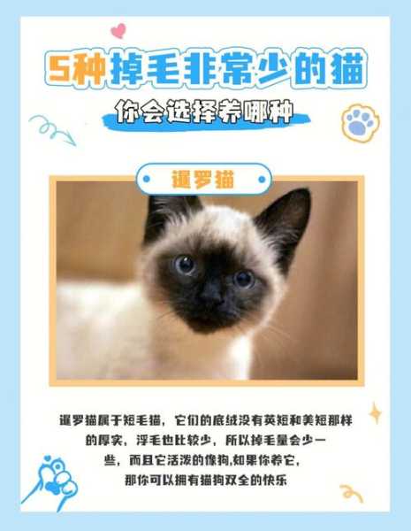 美国短毛猫掉毛了该如何治疗（美国短毛猫有什么缺点）