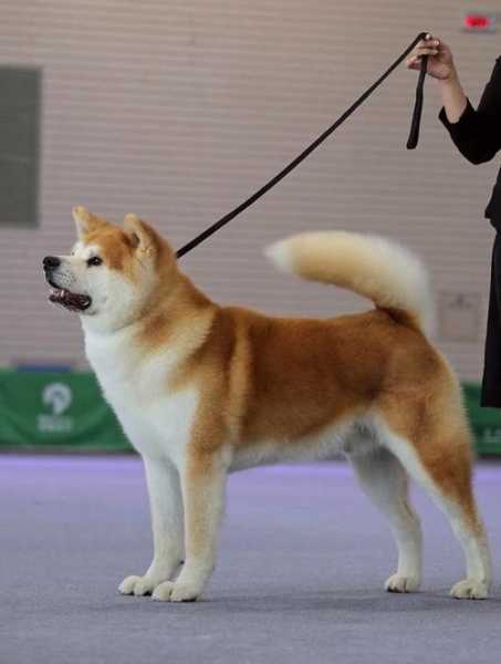 秋田犬的价位（秋田犬的市场价格）