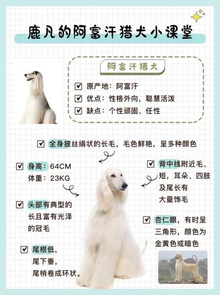 每次训练阿富汗猎犬的时间多长为最佳?（阿富汗猎犬速度快不）