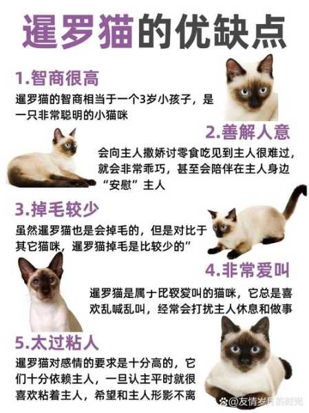 为了暹罗猫健康要定期喂食吗（为了暹罗猫健康要定期喂食吗视频）