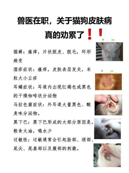 猫狗常见的疾病（常见的犬猫疾病）