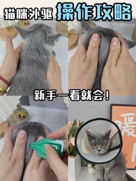 猫咪体外驱虫的正确方法（猫咪体外驱虫怎么进行）