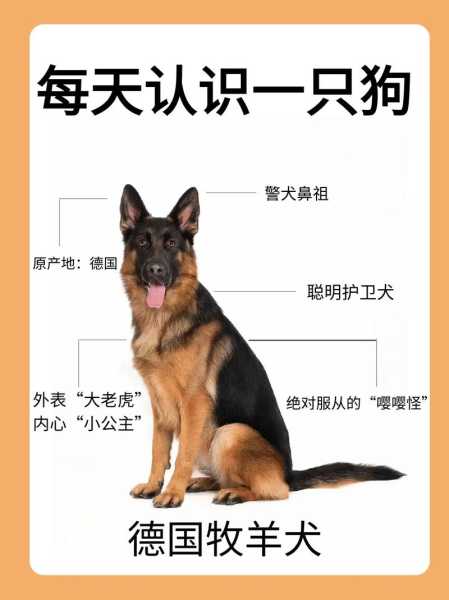 德国牧羊犬买多大的合适（德国牧羊犬多大养最合适）