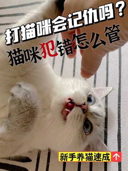 打了猫猫会记仇吗（打了猫会记仇吗?）