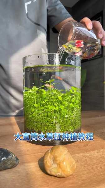 各种水草的种植方法（水草的种植方法视频教程）