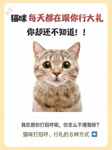 猫咪交朋友的方式（小猫怎么交朋友）