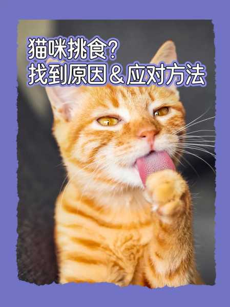 猫咪挑食厉害怎么办?（猫咪挑食严重有木有解决的办法）