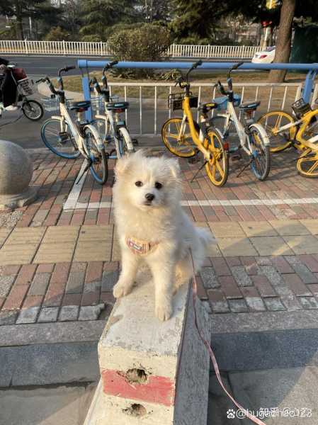 银狐犬怎样喂养（银狐犬喂养注意事项图）