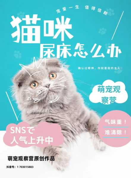 猫咪在床上尿是怎么回事（猫在床上尿怎么办）