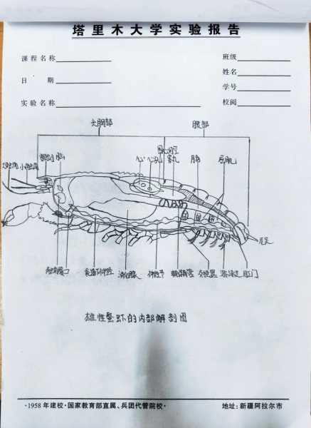 养鳌虾的基本知识（观赏鳌虾养殖教程视频）