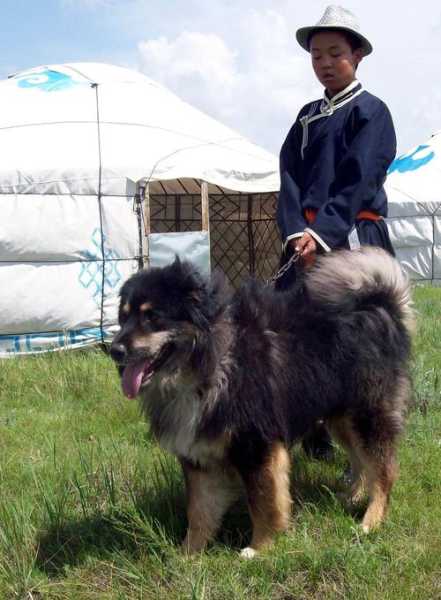 蒙古牧羊犬幼犬图片（蒙古牧羊犬幼犬图片大全）