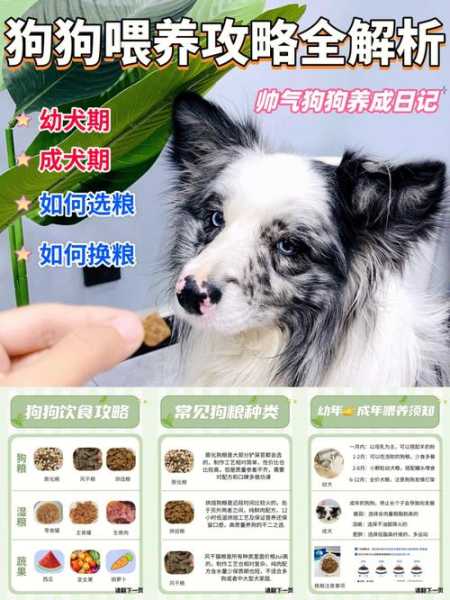 训练边境牧羊犬要注意哪些问题（如何训养边境牧羊犬）