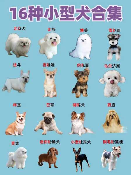 迷你型犬品种大全（迷你型犬有哪些）