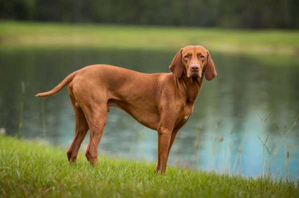 匈牙利犬种大全（匈牙利犬种大全图片）