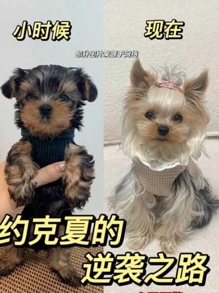 如何选择约克夏（如何挑选品相好的约克夏幼犬）