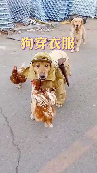 狗狗穿衣服对狗狗好吗（狗狗穿衣服有什么伤害）