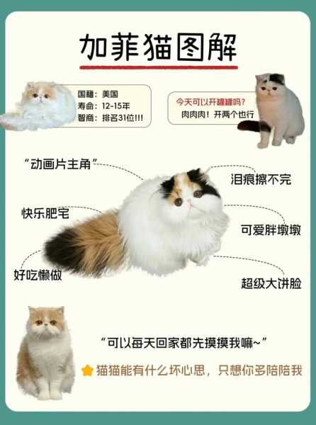 异国短毛猫加菲猫价格（异国短毛猫和加菲猫有什么区别）