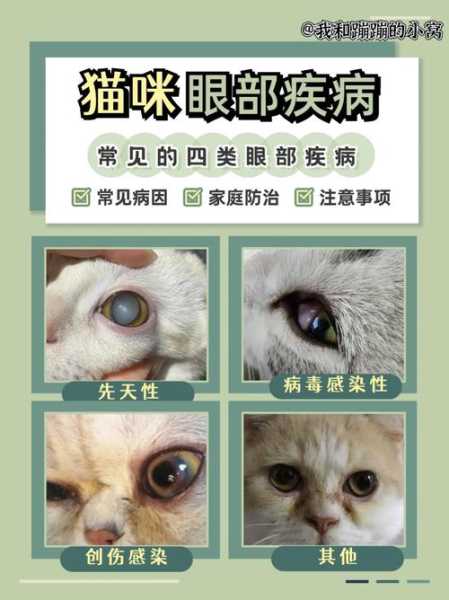 猫咪眼睛常见疾病（猫咪眼睛有毛病）