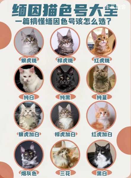 如何挑选缅因猫（如何挑选缅因猫幼犬）