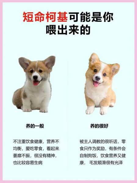 养柯基犬的人都后悔了（养柯基十大坏处）