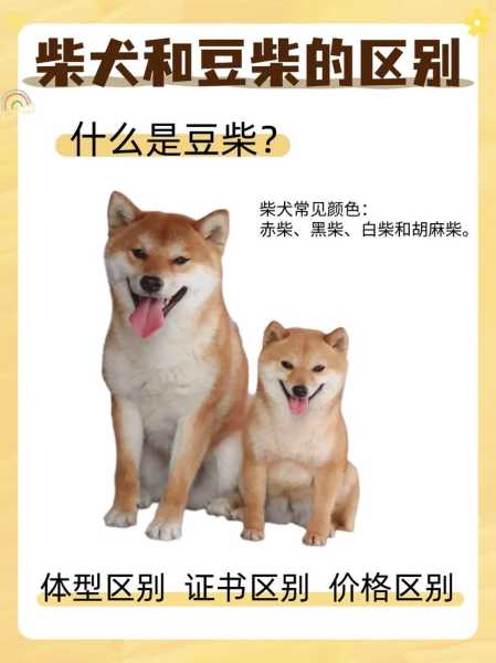 柴犬的挑选标准（柴犬怎么挑选品相）