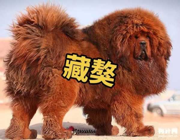 藏獒犬多少钱一只?（藏獒犬多少钱一只幼犬,品相好,过完渡,凶猛,柔和）