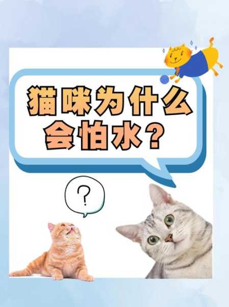 猫猫为啥怕水（猫为啥那么怕水）