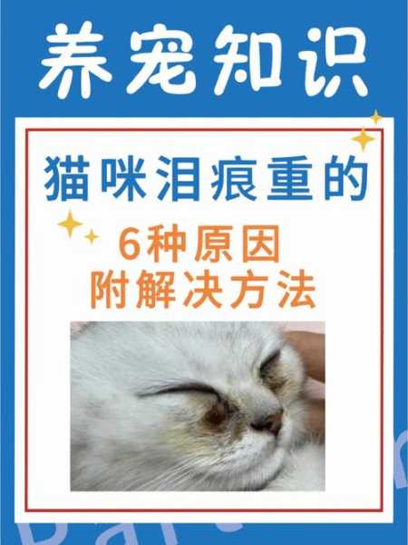 猫咪泪痕怎么处理（猫咪泪痕怎么处理?）