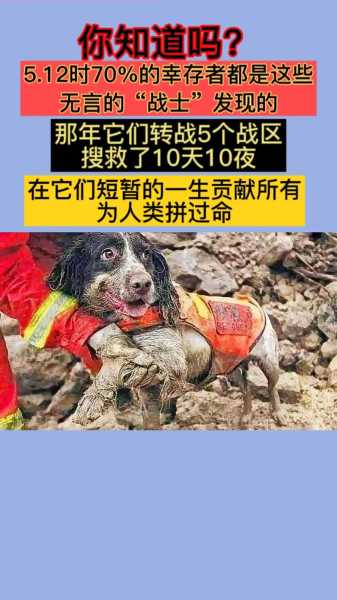 雅安地震搜救犬叮当（汶川地震搜救犬叮当）