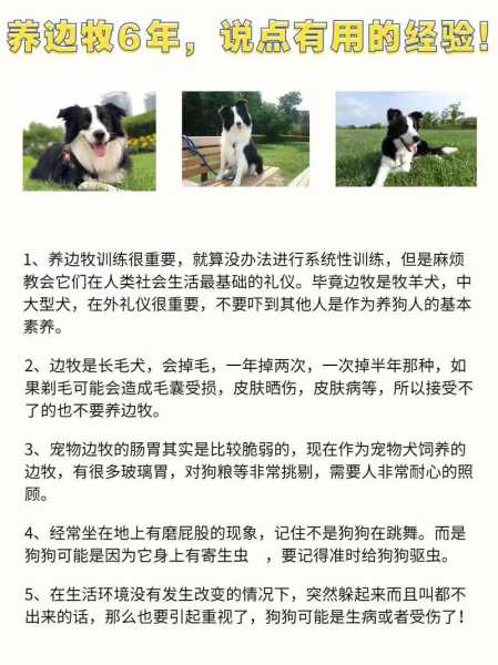 如何训练边境牧羊犬不叫（如何训练边境牧羊犬不叫唤）