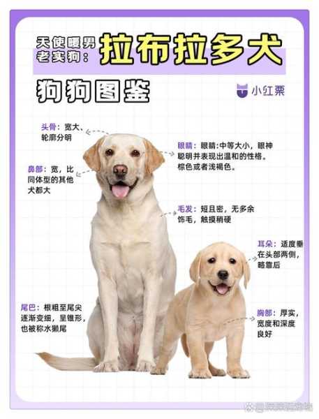 为什么要养拉布拉多（为什么要养拉布拉多犬）