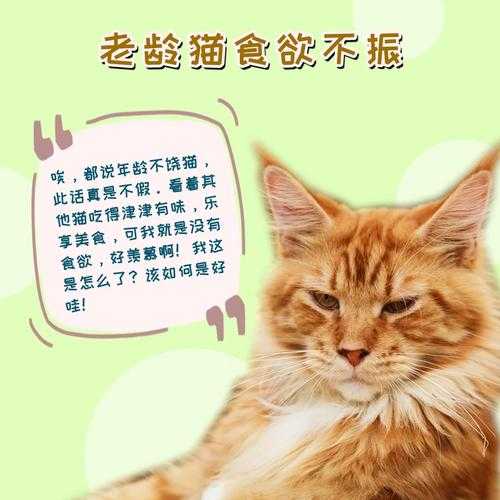 猫咪食欲不振怎么办（猫咪食欲不振怎么办是什么情况呢）