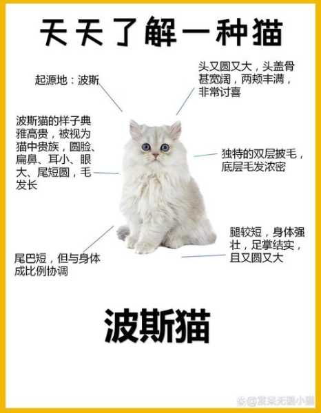 波斯猫的品相（波斯猫品种介绍与图解）