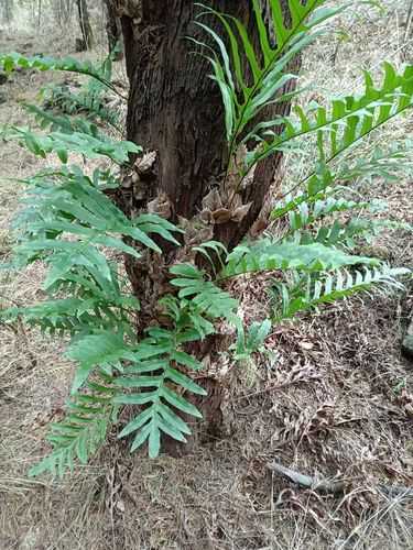 石岩姜的使用方法（石岩姜有些啥药效）