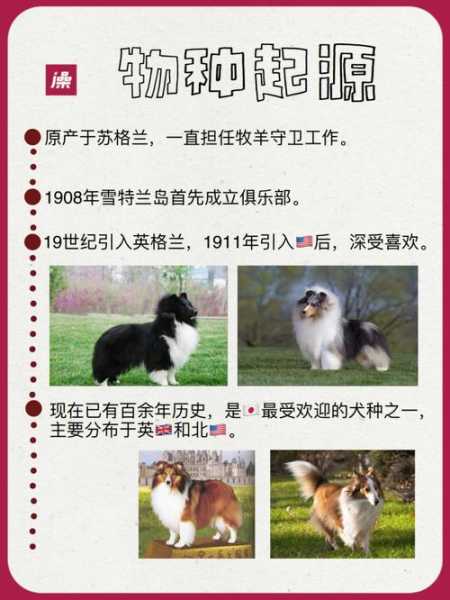 喜乐蒂牧羊犬的优缺点（喜乐蒂牧羊犬的优缺点和缺点）