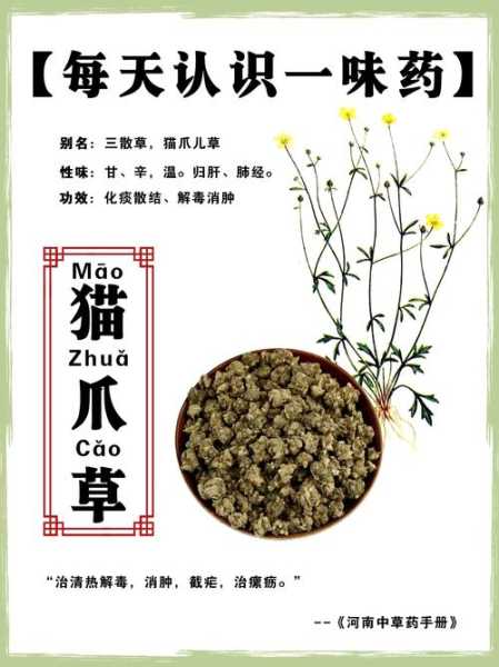 猫草有什么作用?（猫爪草有什么作用）