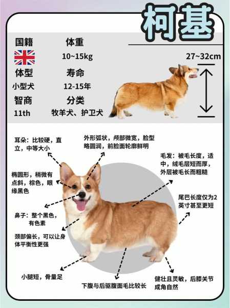 柯基的品种图片（柯基的品种图片及名字）