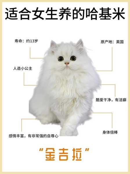 怎样看金吉拉猫的好坏（怎样看金吉拉猫的好坏啊）