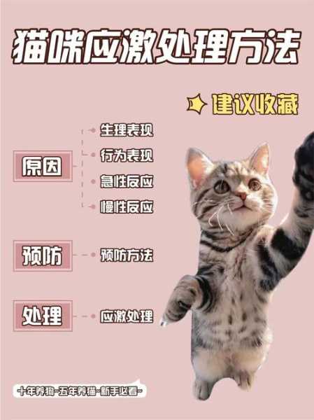 猫咪心跳不规律（猫咪心跳不规律怎么回事）