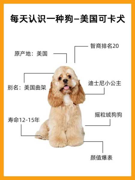 可卡犬长什么样子?（可卡犬优缺点适合什么人养）