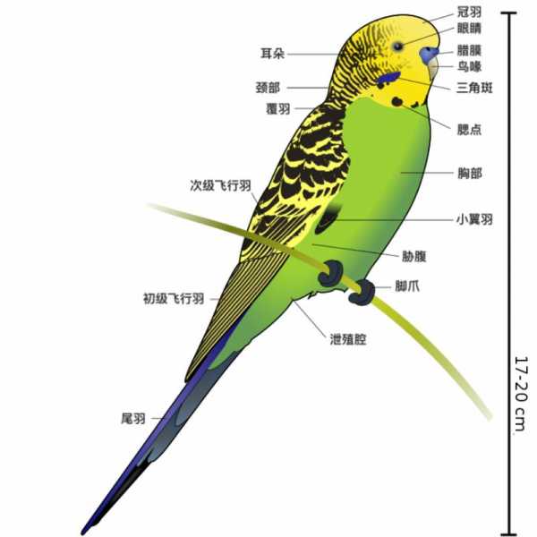 虎皮鹦鹉雌雄鉴别方法（虎皮鹦鹉雌雄鉴别方法图片）