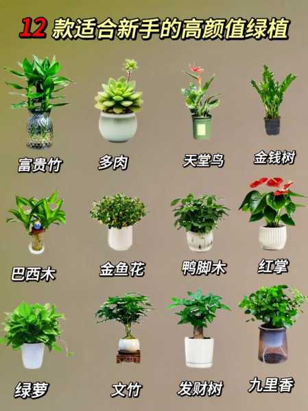 春季养什么植物好（春季养什么植物好养）