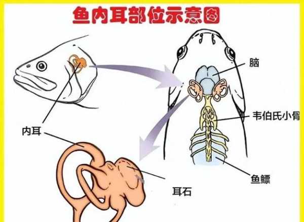 鱼有听觉吗喜欢听什么声音（鱼有听觉和视觉吗）