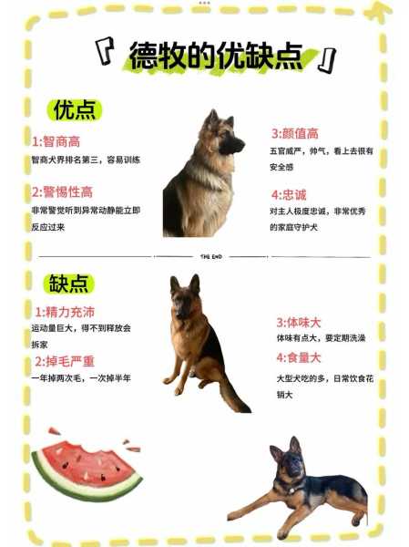 德国牧羊犬家养好吗（德国牧羊犬值得养吗）