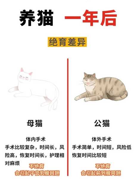 猫咪如何选择对象（猫咪怎么选择配偶）